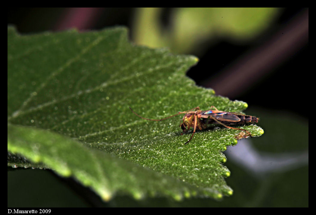 Chironomide...documentaristico